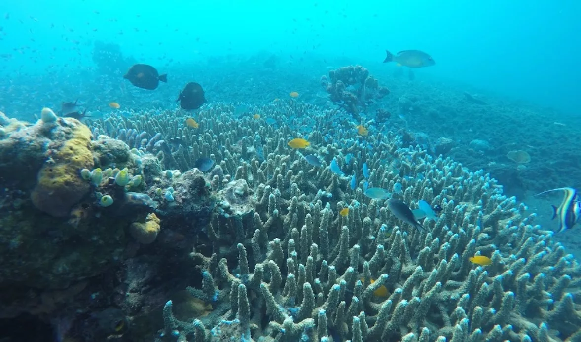 Things to Do in Bali - Snorkeling in Amed