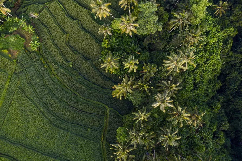 Tegalalang Rice Field