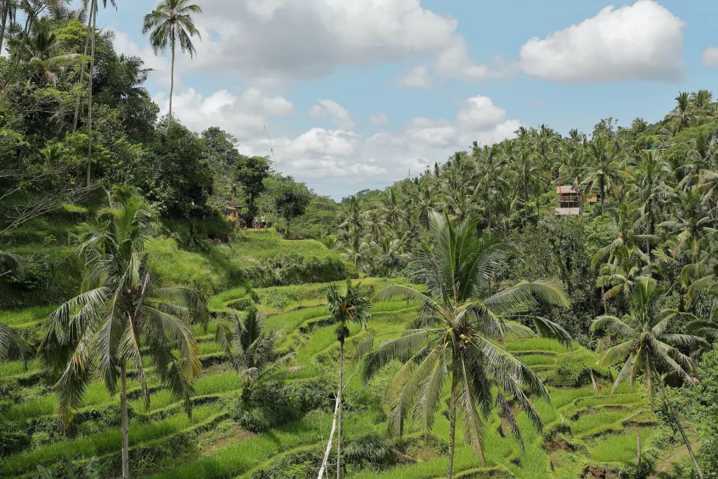 Bali rice fields