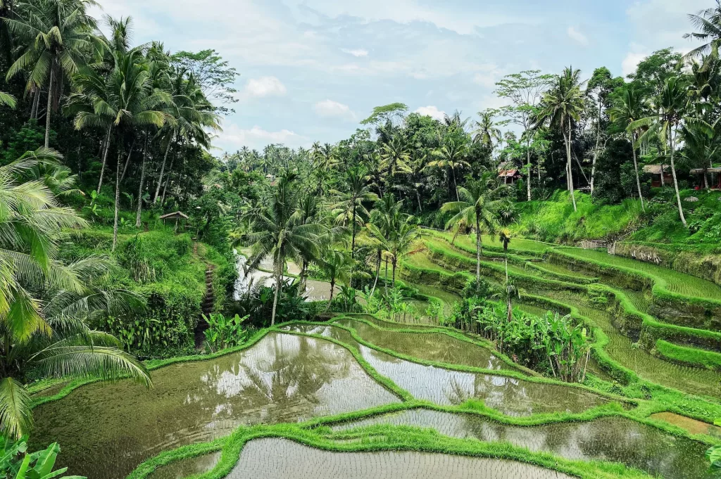 Tegalalang Rice Field