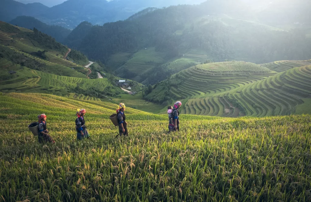 Bali rice fields