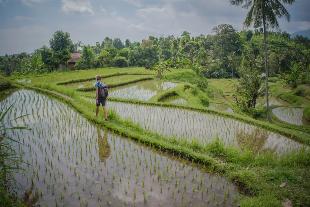 Bali rice fields