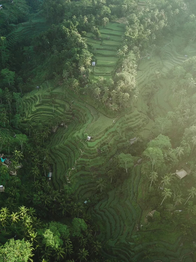 Tegalalang Rice Field