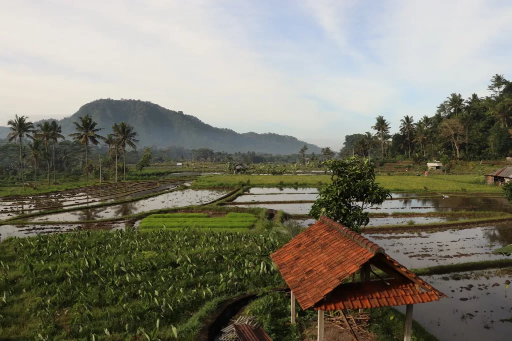 Bali rice fields