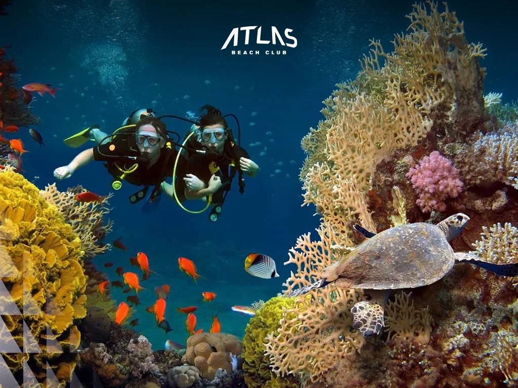 Scuba Diving, Bali, Reefs, Nature Beauty, bali or phuket