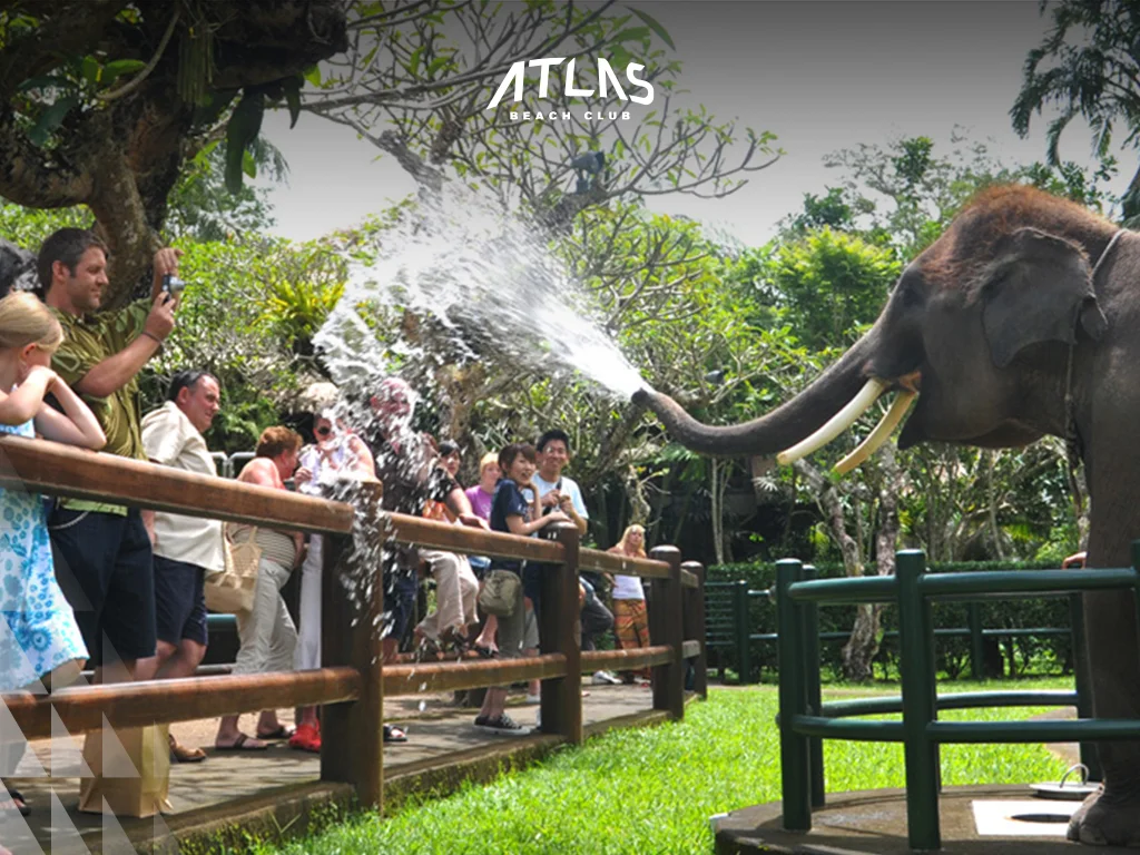 interact with elephant, elephant in Bali, elephant conservation, bali with kids