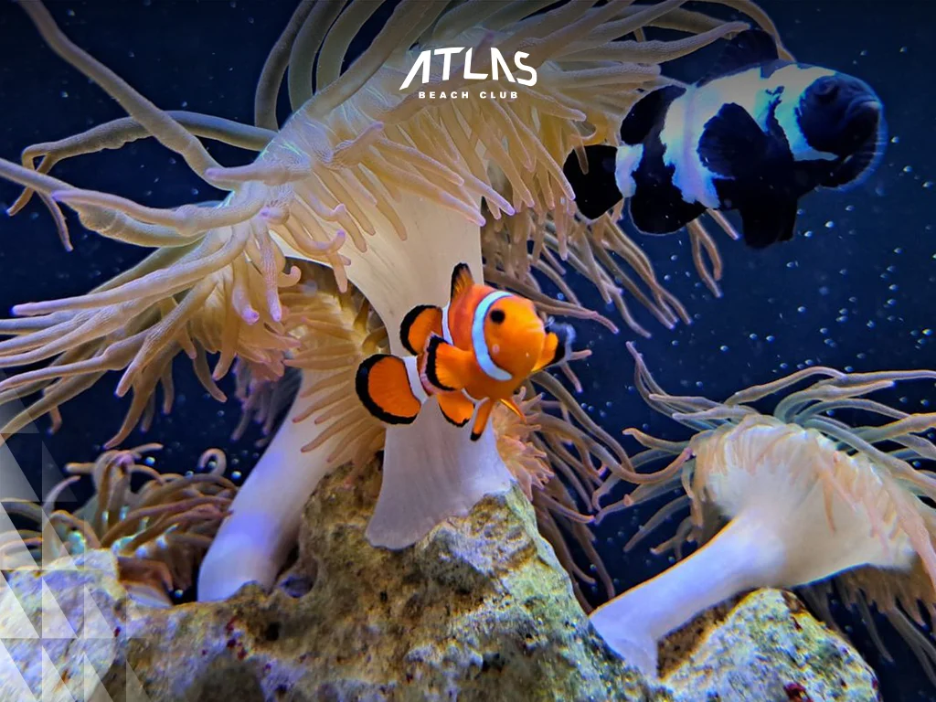 fishes in aquarium, marine life,  coral and fish