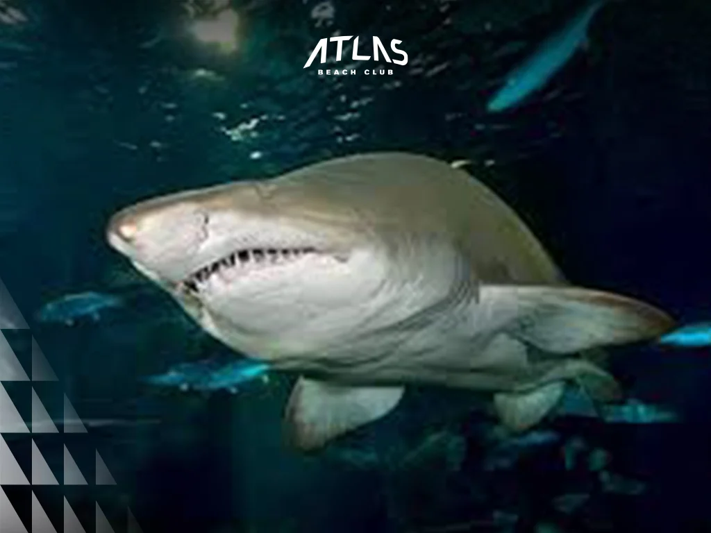 the look of shark in big aquarium