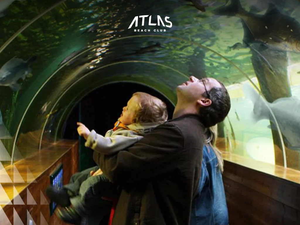 aquarium seeing, pretty aquarium, fishes in aquarium the best aquarium in the world