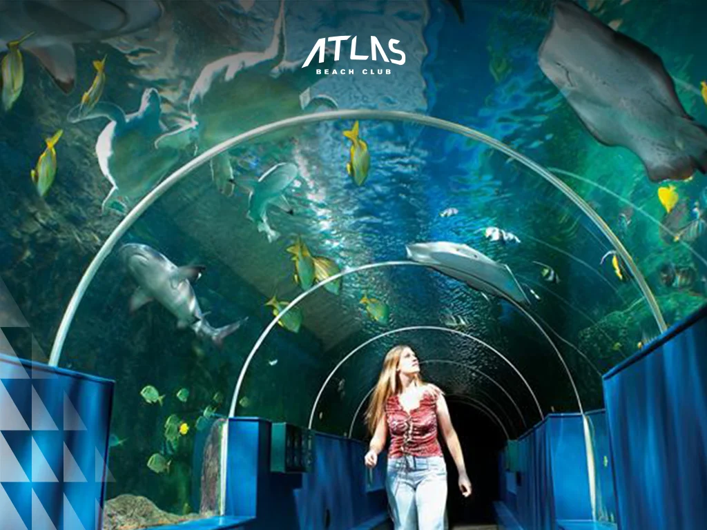 girl sees aquarium, girl under aquarium, girl seeing fishes